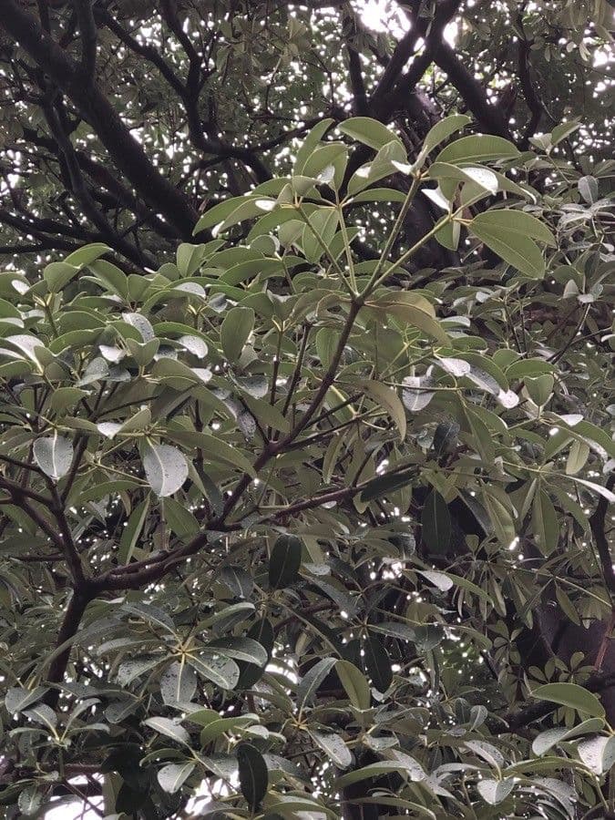 Alstonia 4