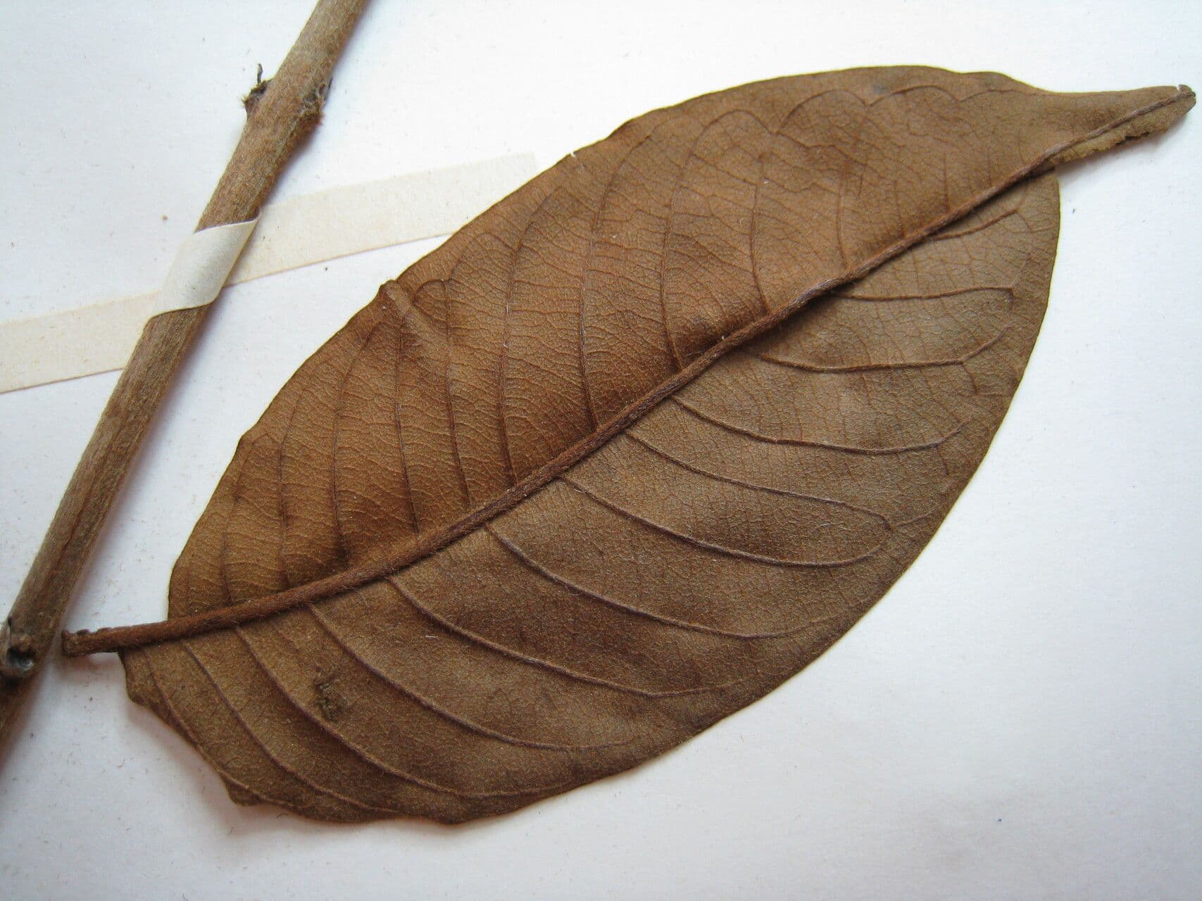 Vochysia 14