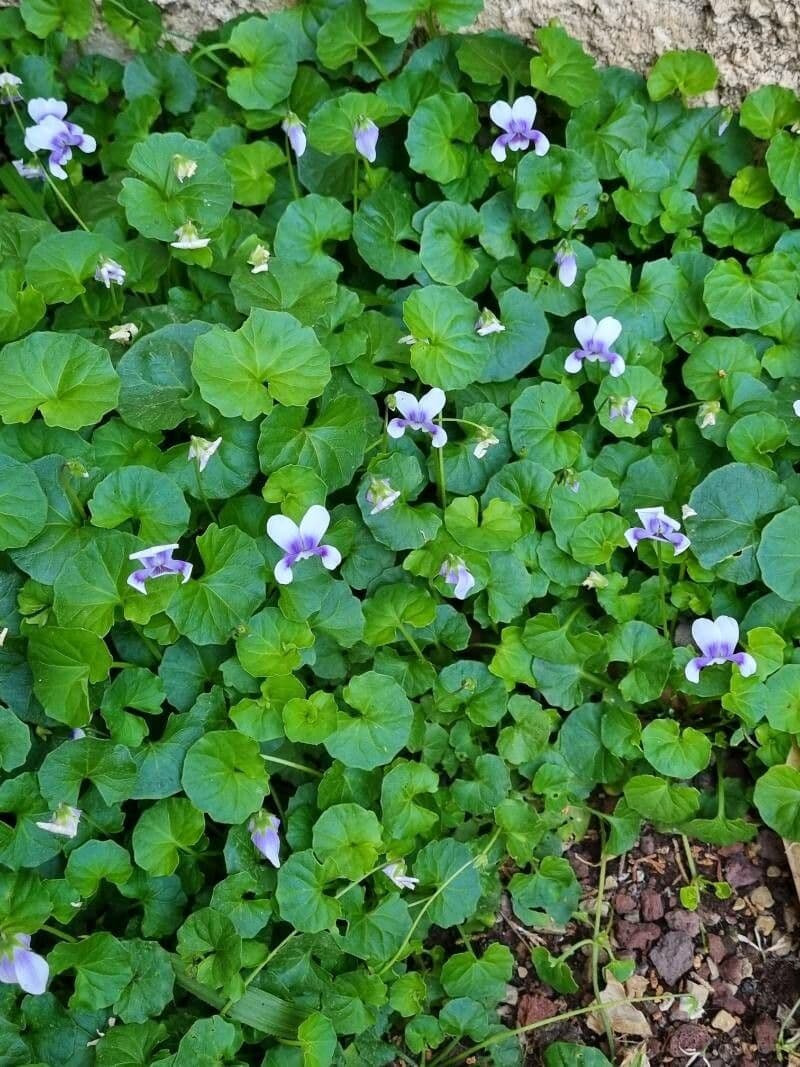 Viola ederacea 9