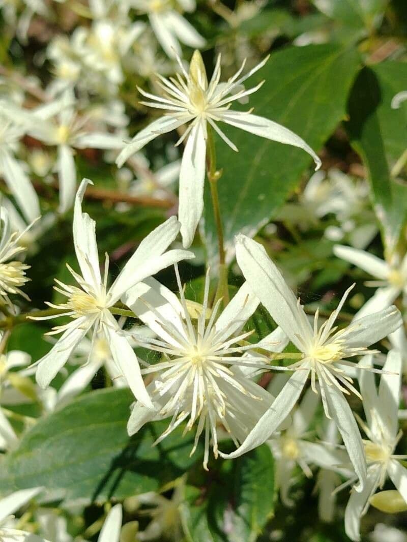 Clematis glycinoides 2
