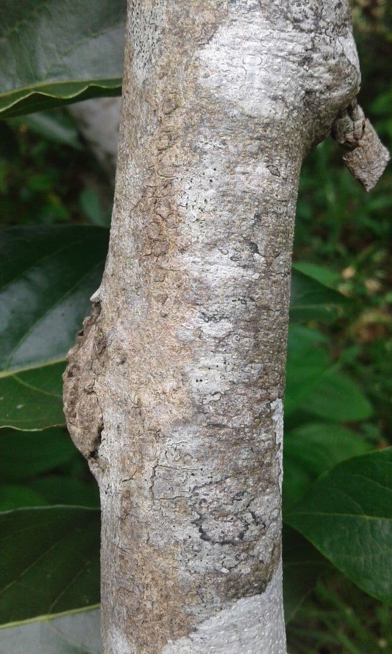 Ylang-ylang 23
