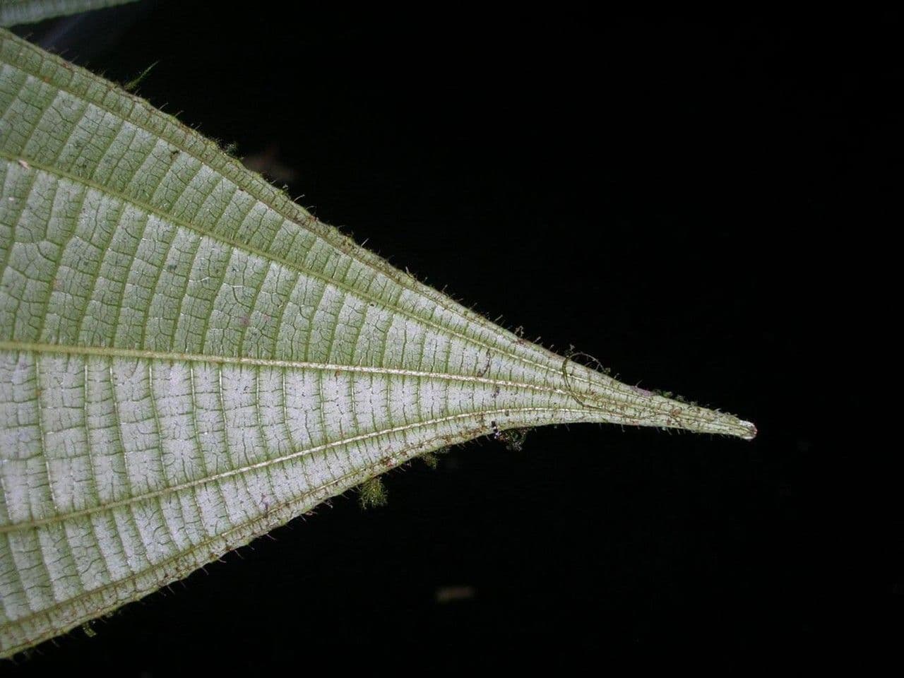 Miconia 8