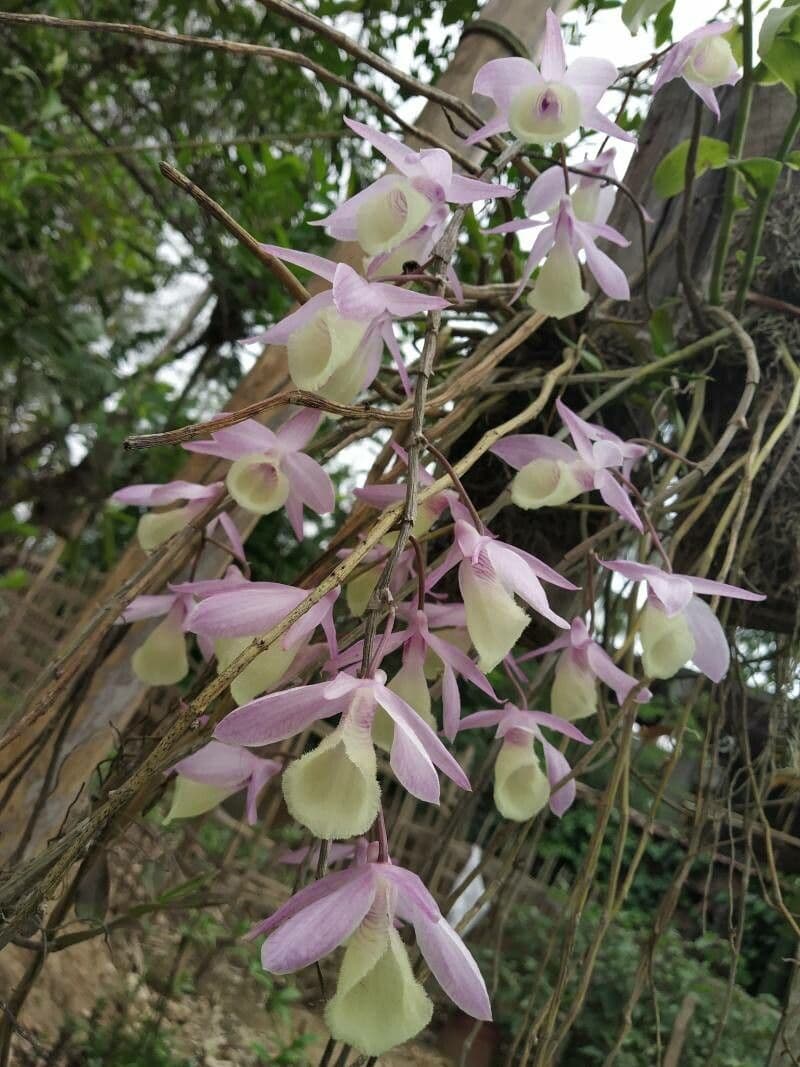Dendrobium apillo 2