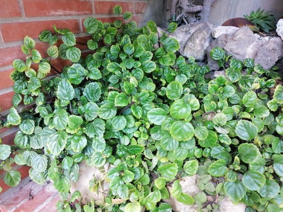 Plectranthus 21