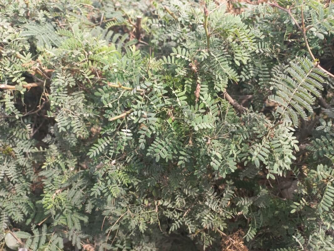 Ormocarpum 6