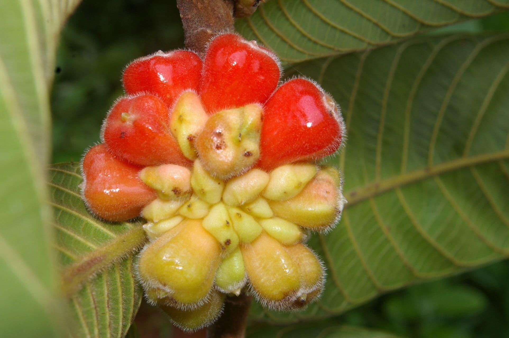 Perebea guianensis 4
