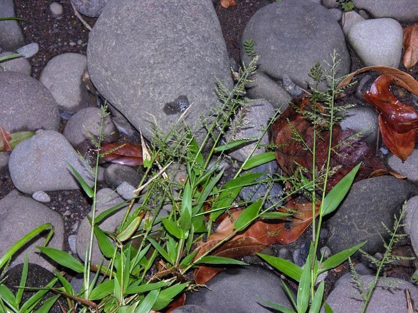 Panicum