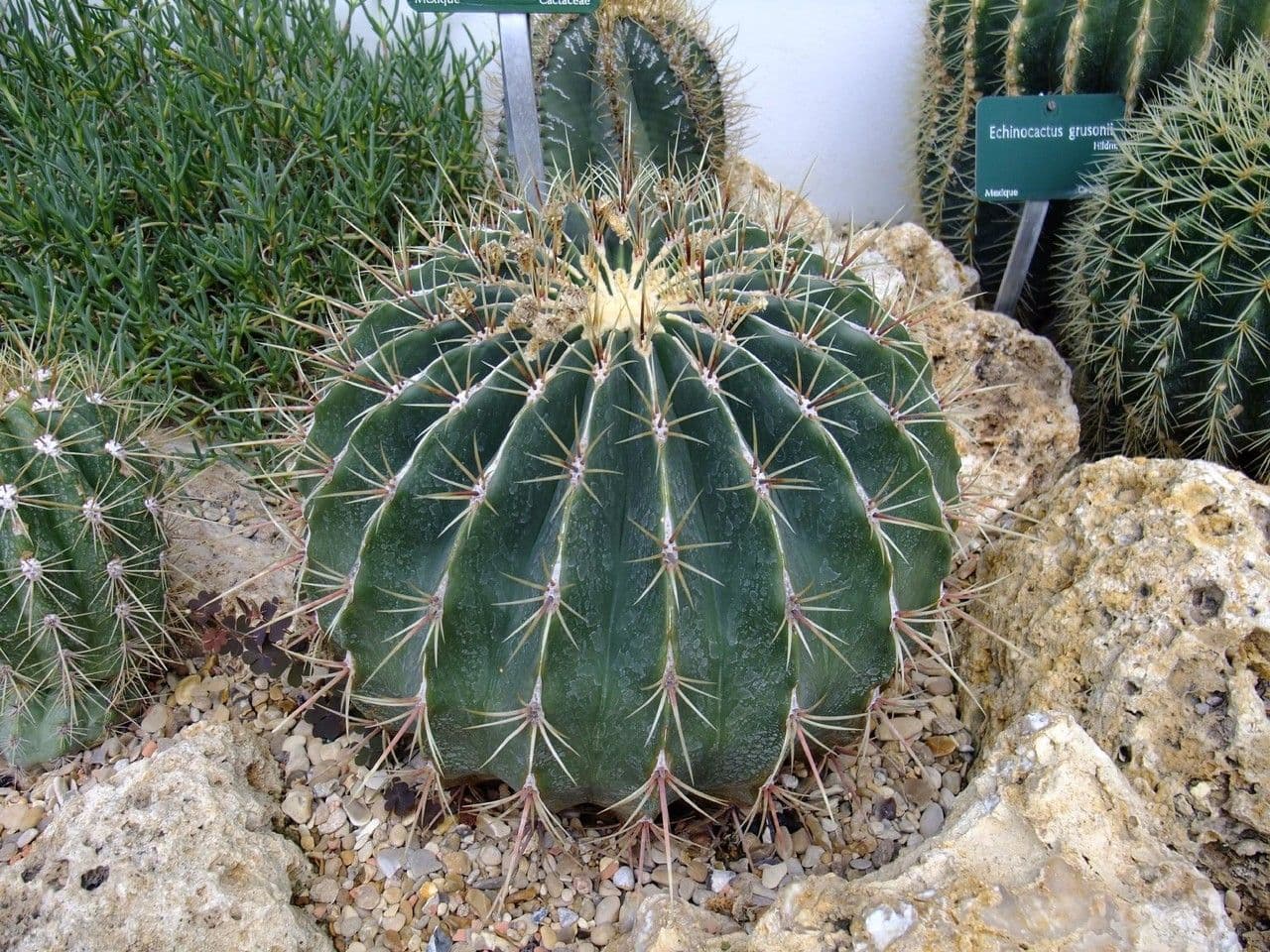 Cactus a botte 2