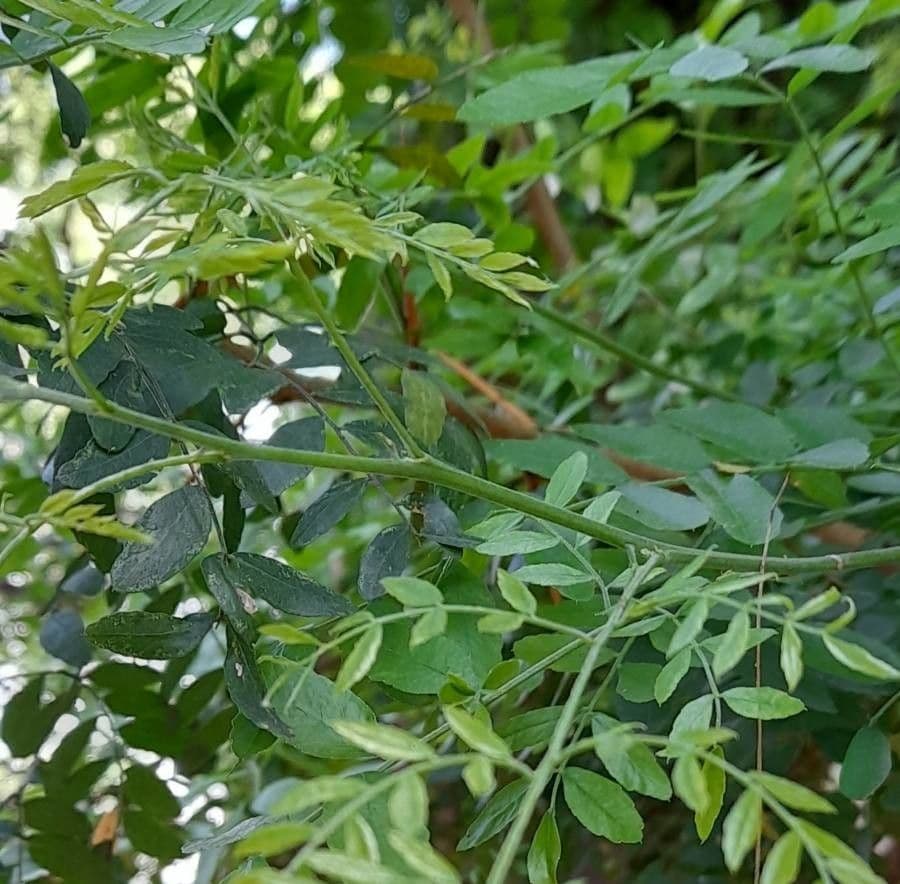 Gleditsia 2