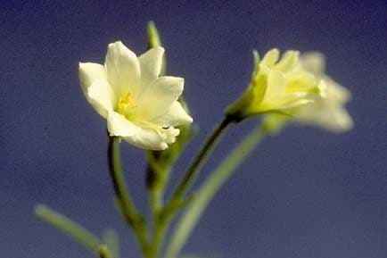 Epilobio giallo
