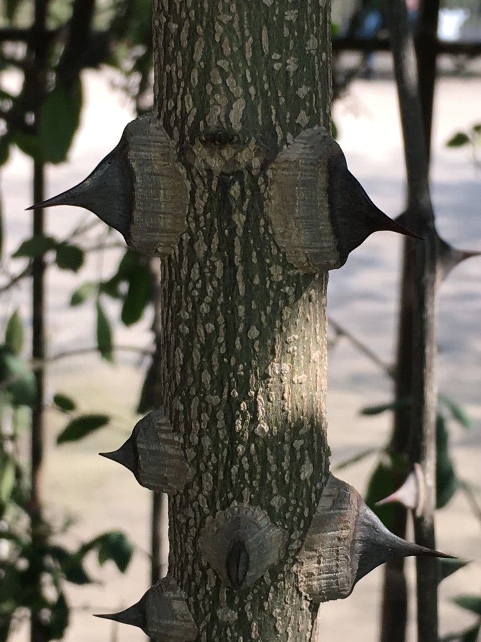 Zanthoxylum 19