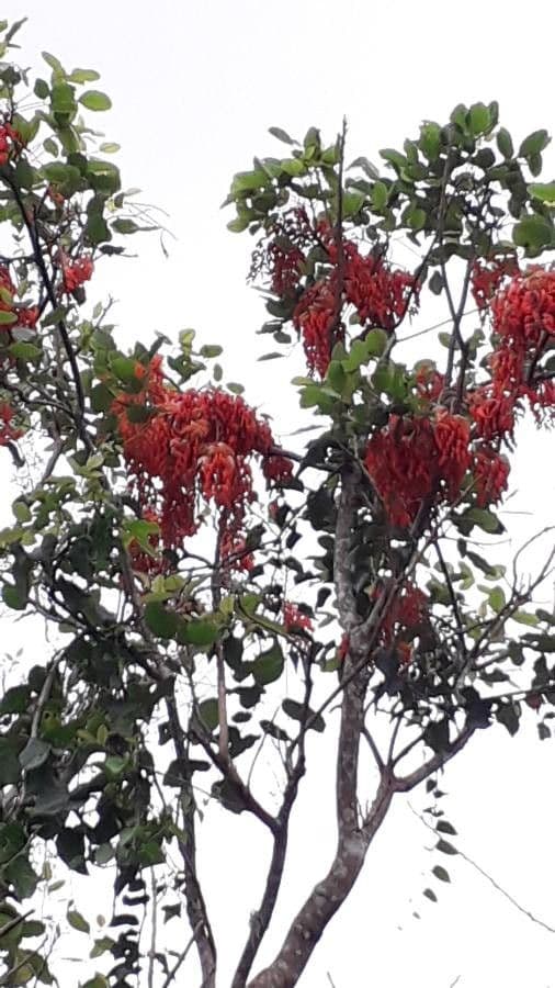 Sichellöffelbaum 4
