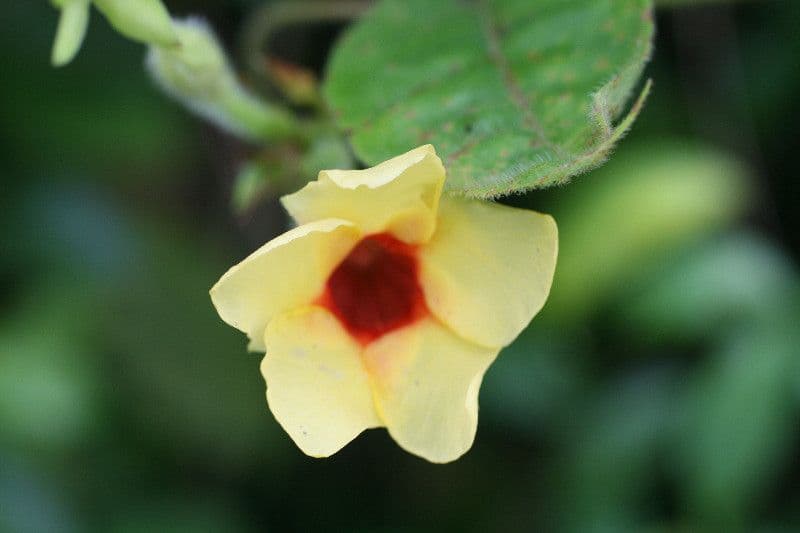 Mandevilla 5