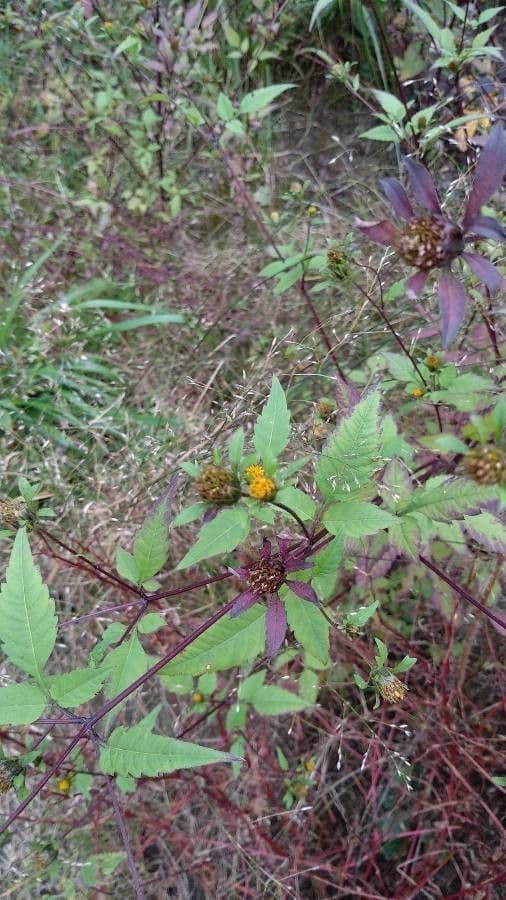 Euonymus 6
