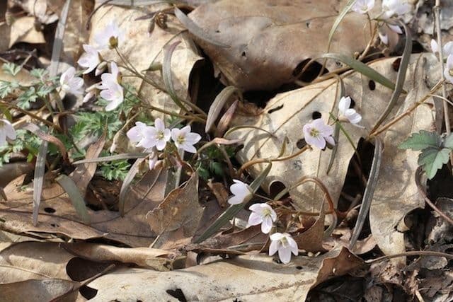 Claytonia 19