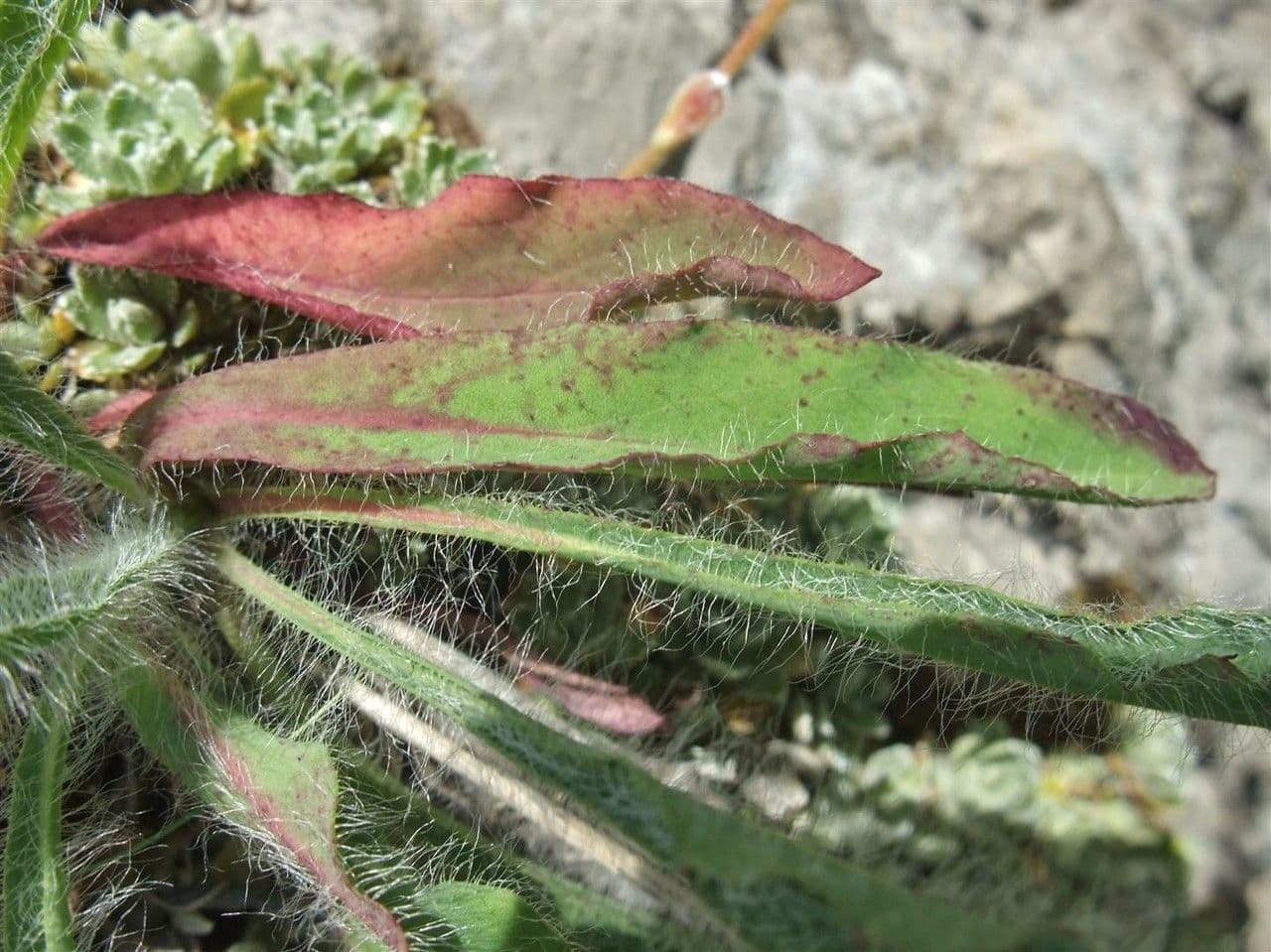 Hieracio lanudo 14