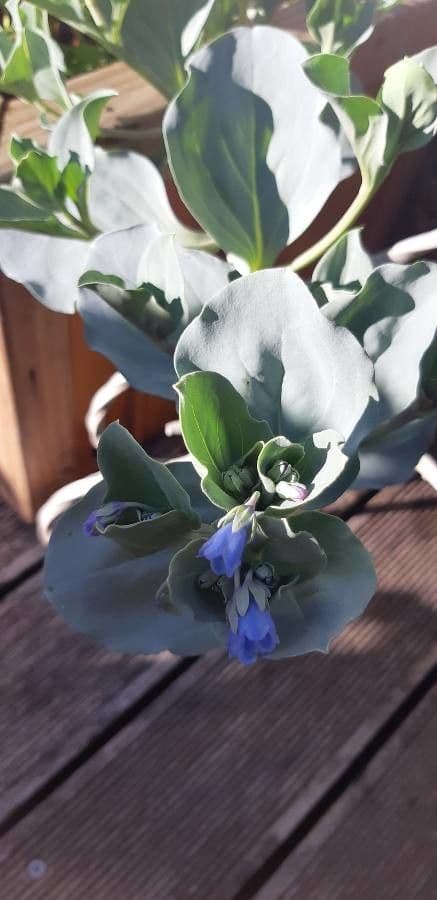 Mertensia marittima 18