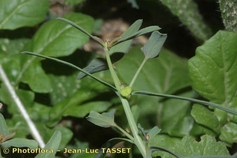 Euforbia dragoncello 9
