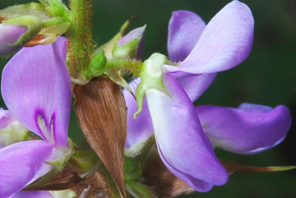 Desmodium cuspidato 3