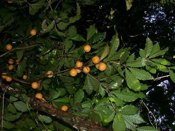 Pouteria durlandii 24