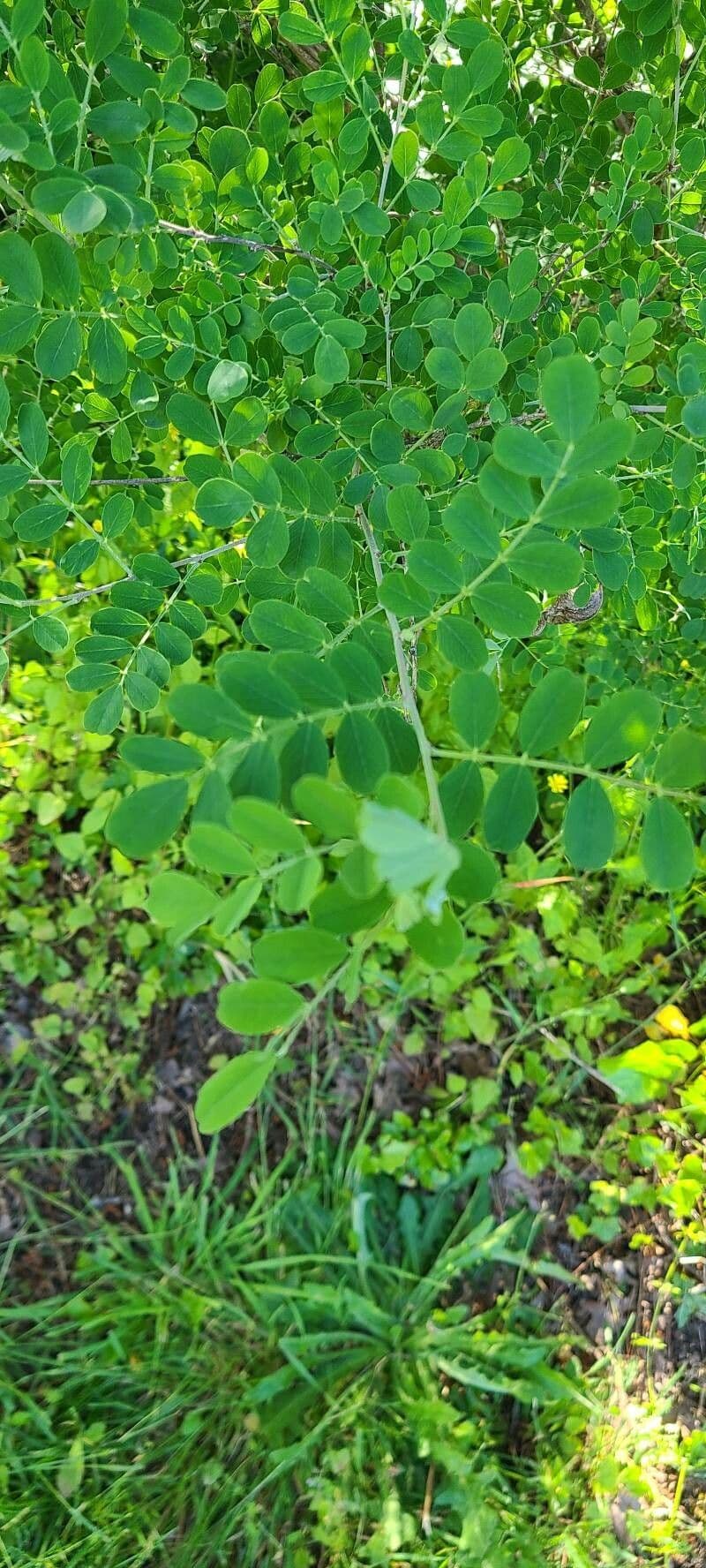 Vescicaria orientale 15