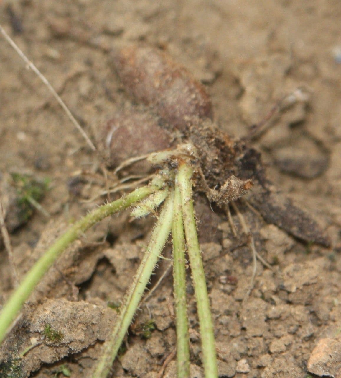 Leontodon tuberoso 23