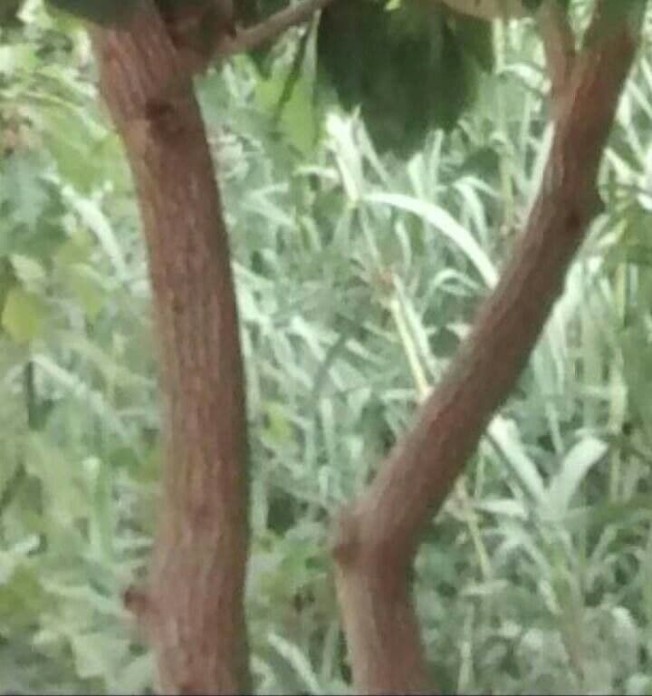 Avocado 25