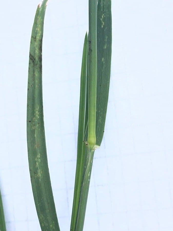 Loglio perenne 22