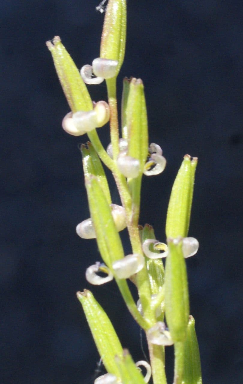 Triglochina bulbosa 2