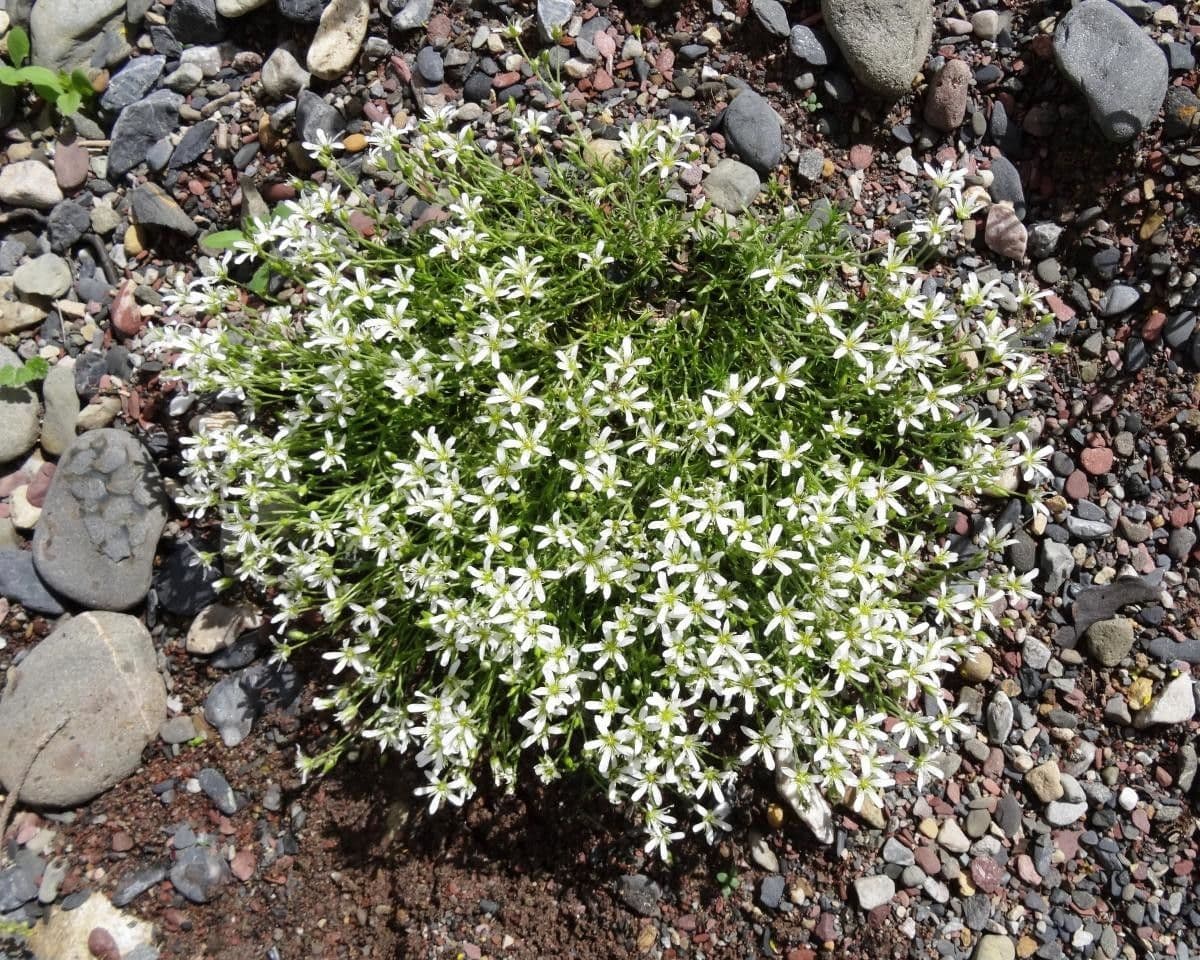 Arenaria ciliata 13