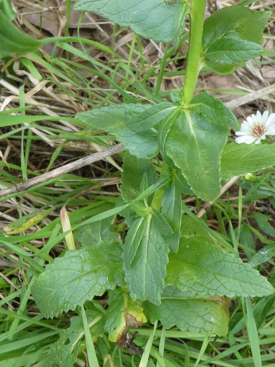 Verbasco blattaria 24