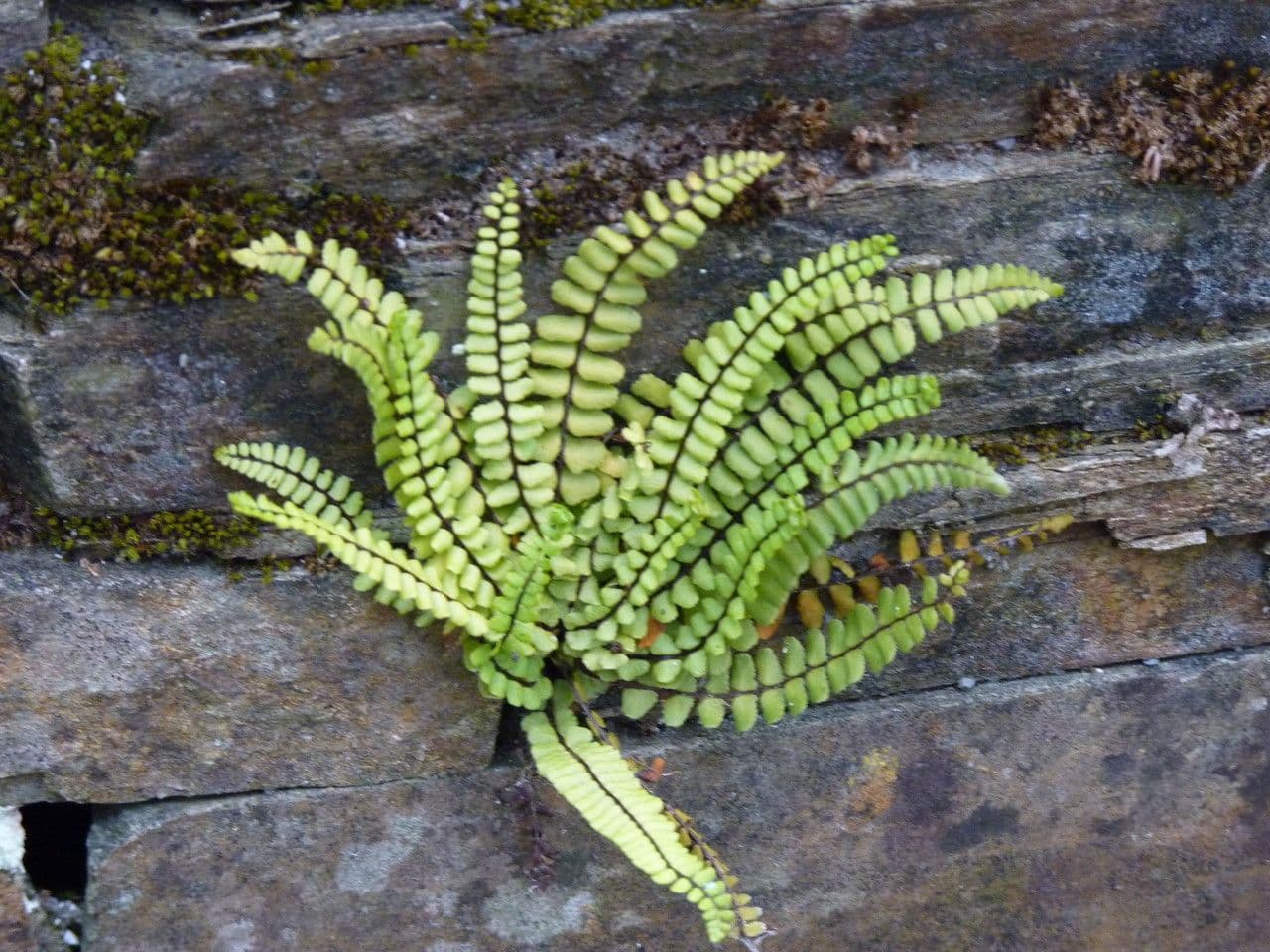 Erba rugginina 16