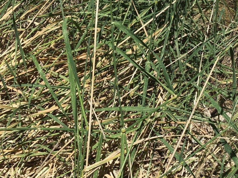 Sesleria 2
