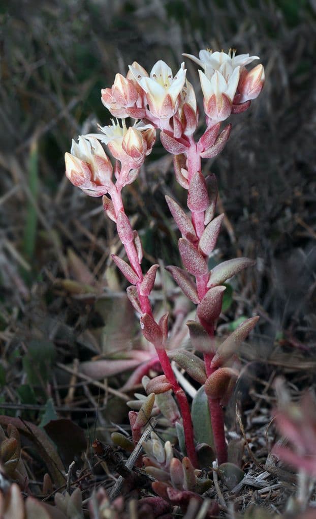 Dudleya 10