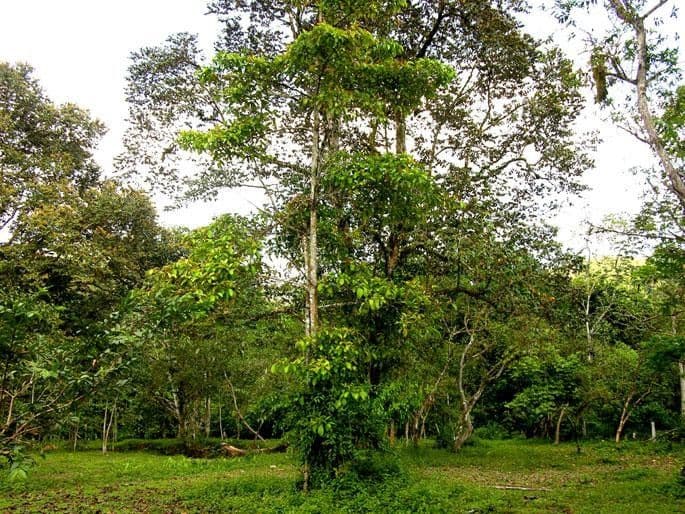 Ocotea insulare 8