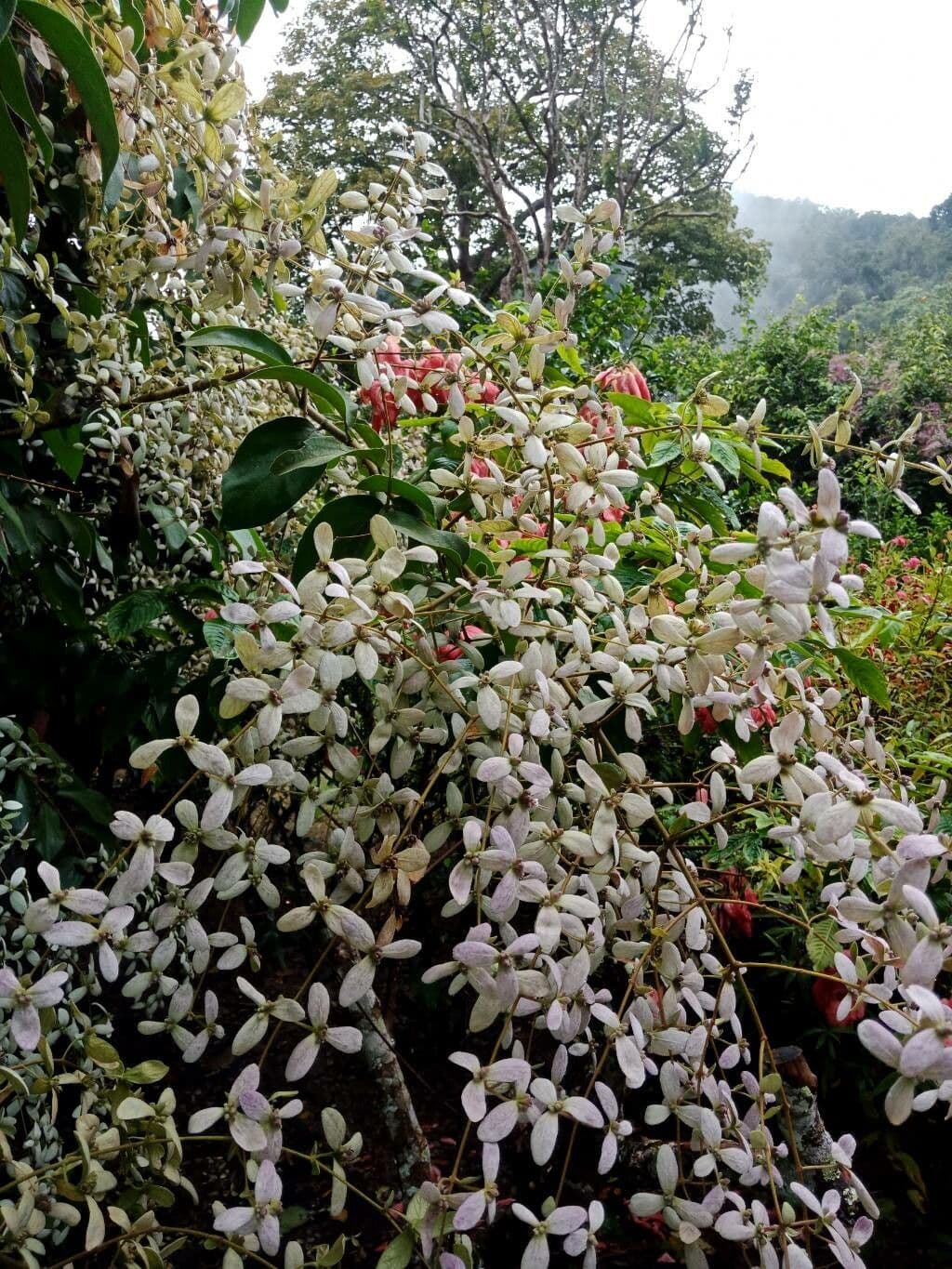 Congea tomentosa 4