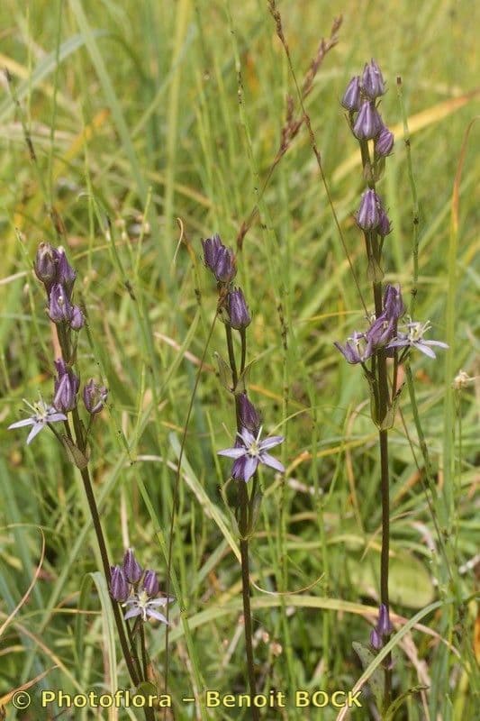 Suertia 27