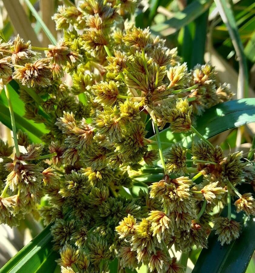 Androtrichum