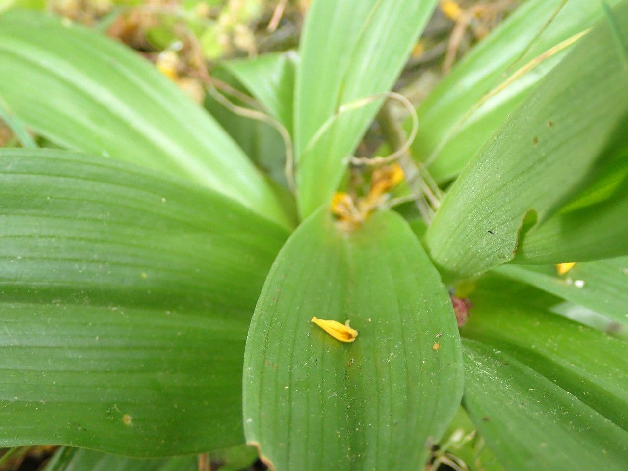 Orchide scimmia 13