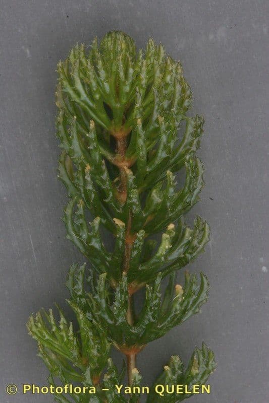Ceratofillo comune 18