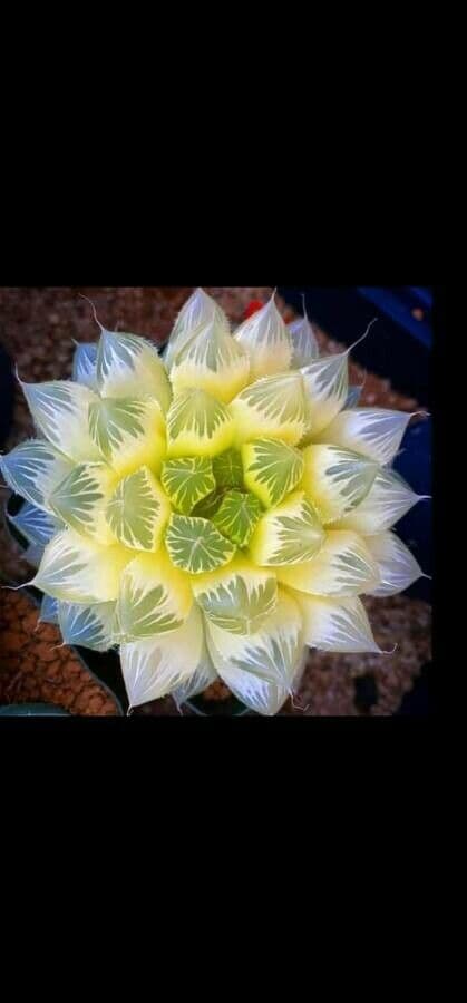 Hawortia Coopera 13