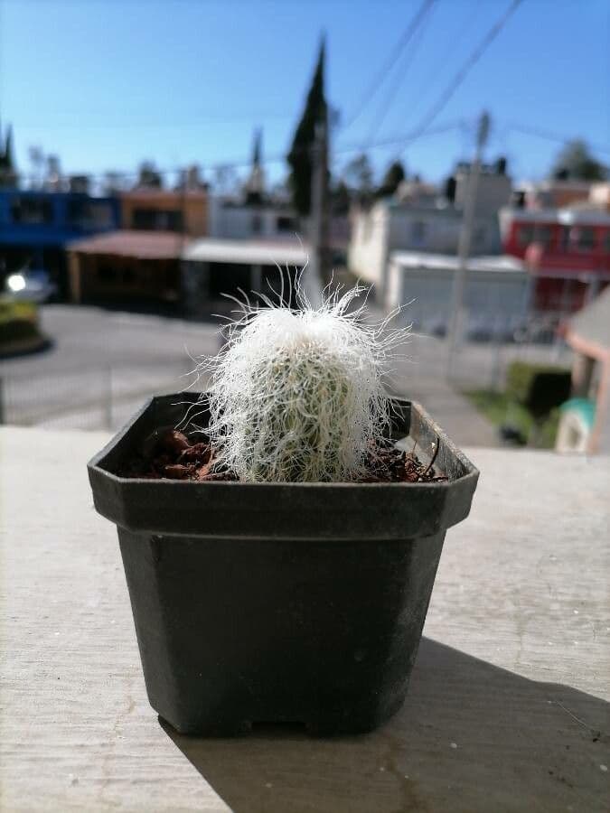 Cactus vecchio 13