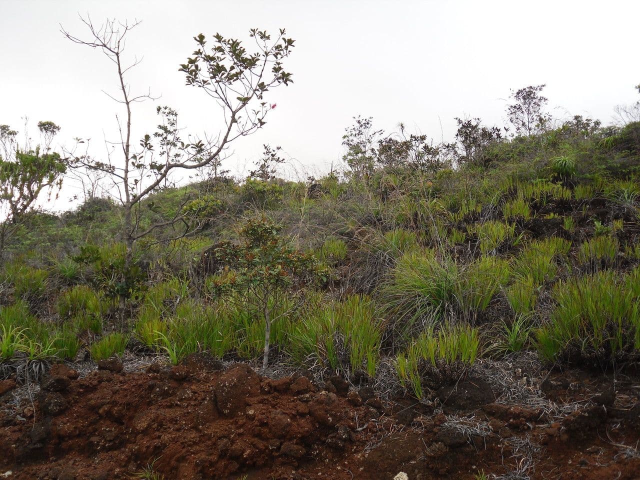 Costularia chamaedendron