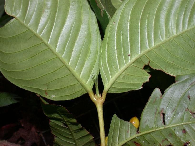 Quiina macrophylla 12