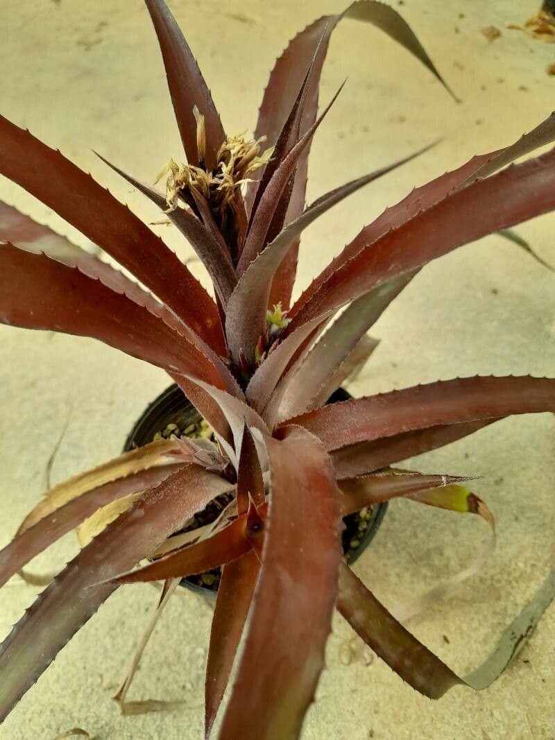 Billbergia pendula 19
