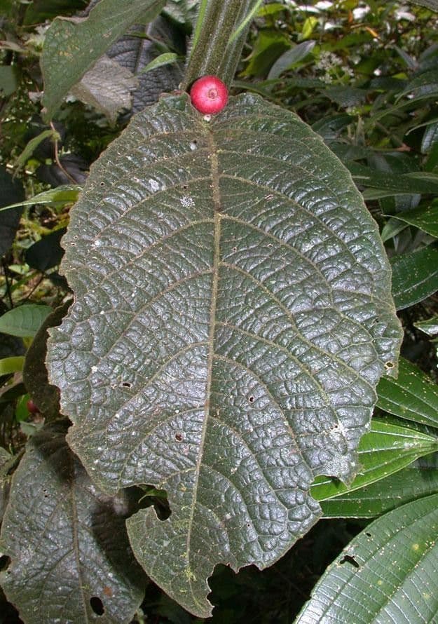 Siparuna 9