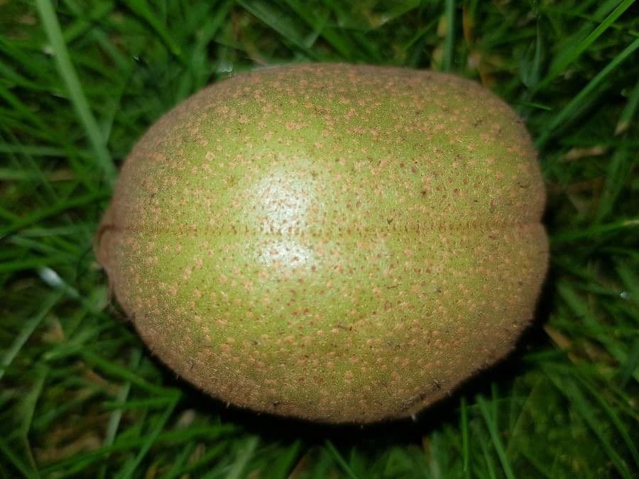 Ippocastano giallo 2