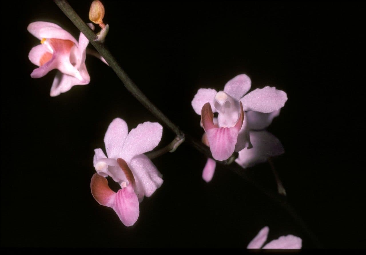 Phalaenopsis