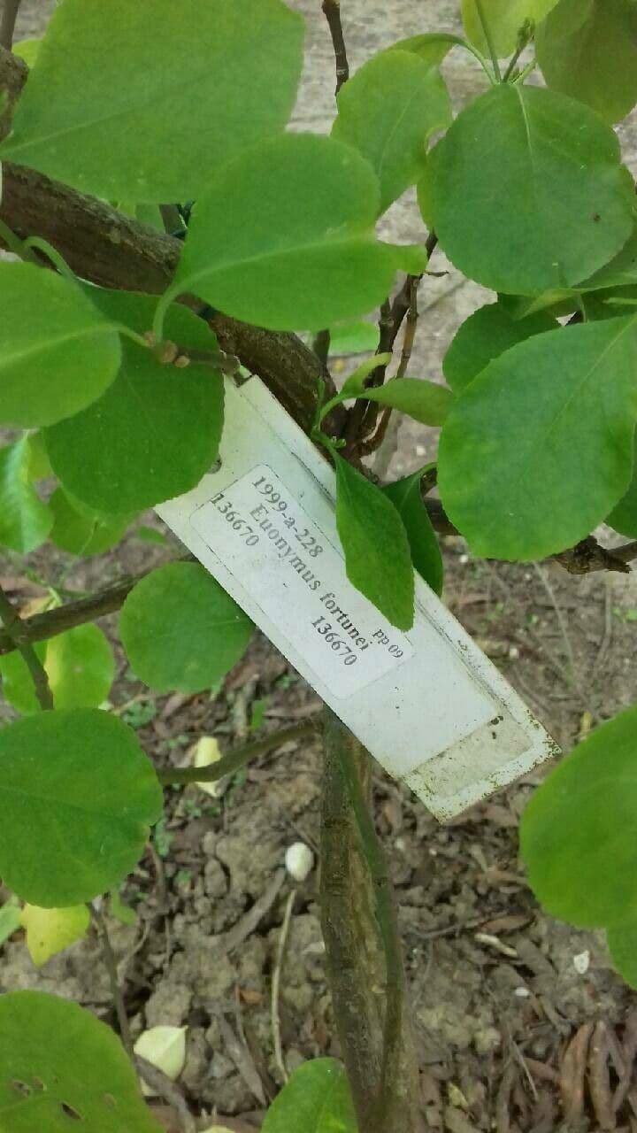Evónimo de Fortune 28