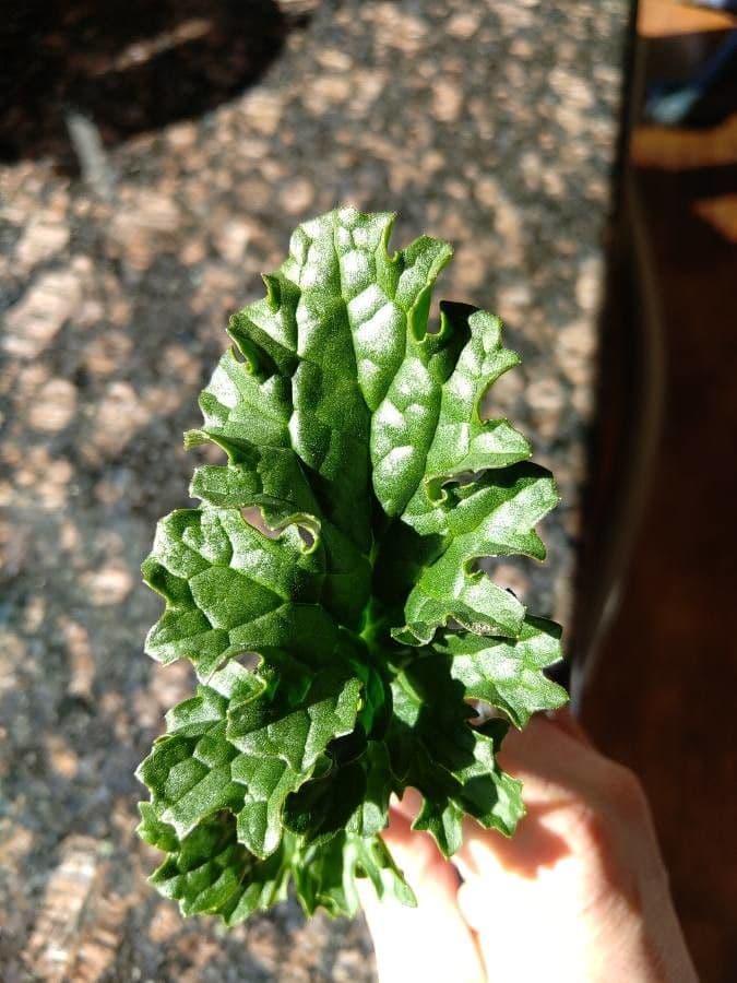 Senecio 13